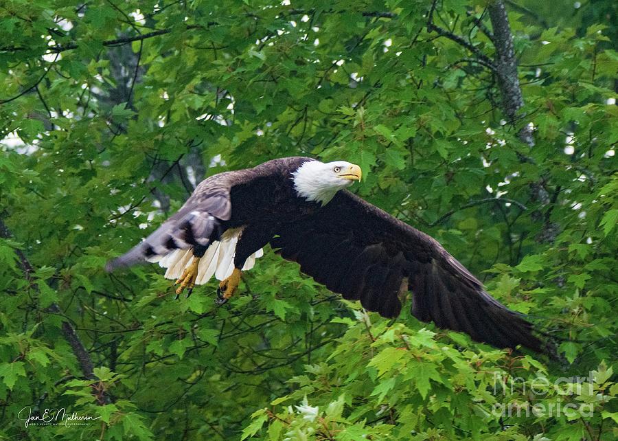 Bald Eagle - In Flight Photograph