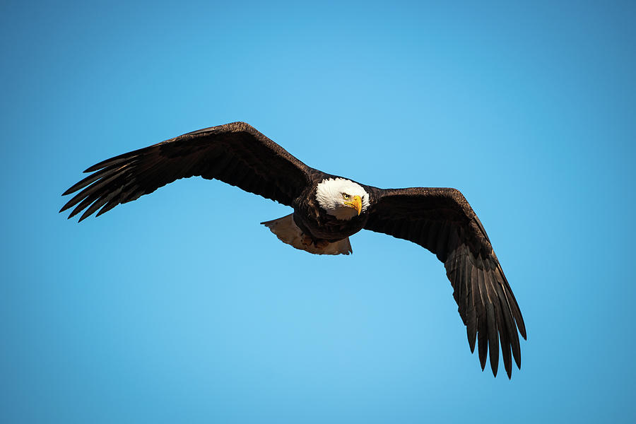 Bald Eagle In Flight  Photograph by Jeff Phillippi