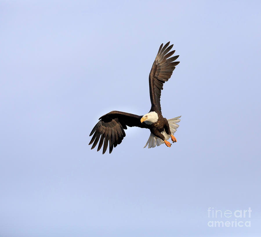 Bald eagle in flight Photograph by Louise Heusinkveld