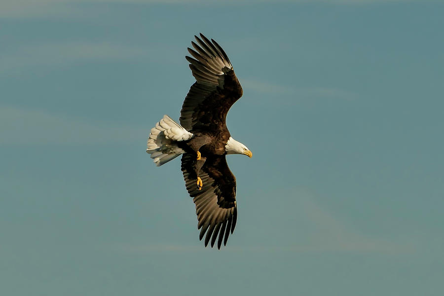 Bald Eagle in Flight Photograph by Sandra Js