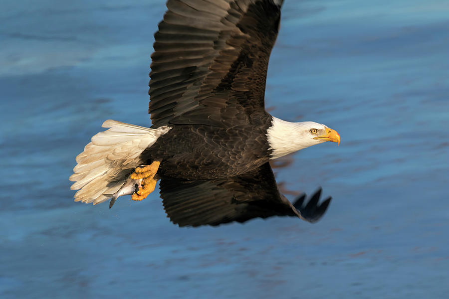 Bald Eagle In Flight With Fish Photograph By Ivan Kuzmin - Pixels