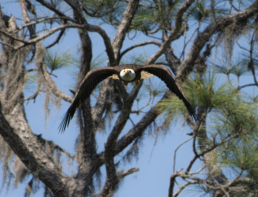 Up Movie Photograph - Bald eagle in flight by Zina Stromberg
