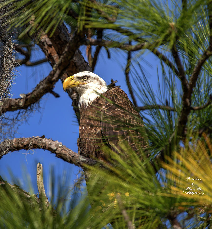 Bald Eagle in Pine Tree by Kevin Banker Bald Eagle in Pine Tree by Kevin Banker