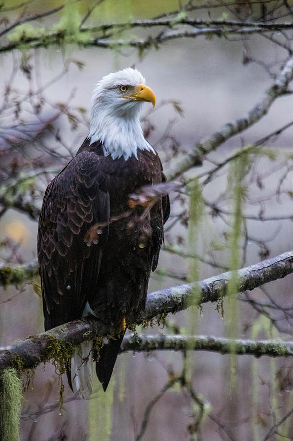 Bald Eagle in rain forest by Hagen Pflueger Bald Eagle in rain forest by Hagen Pflueger