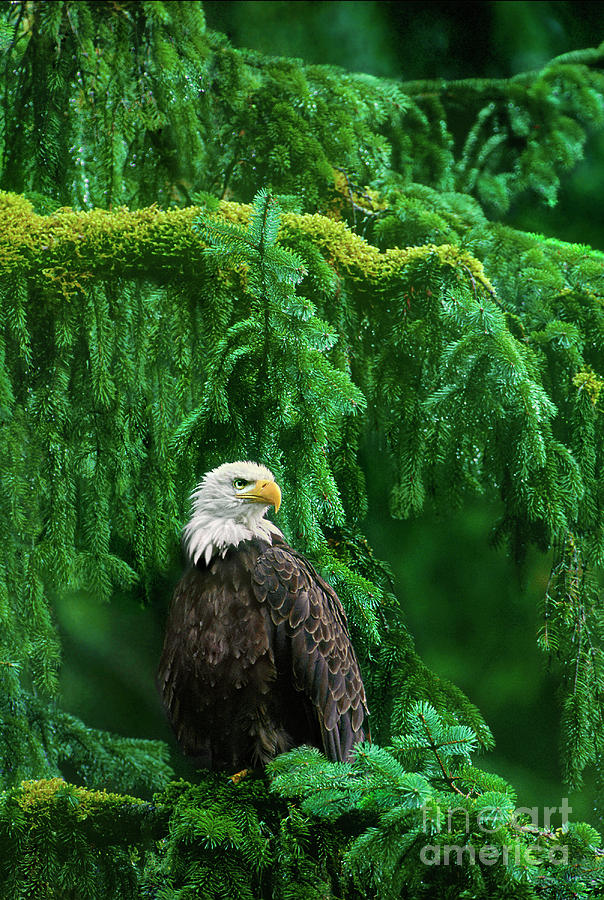 Bald Eagle In Southeast Alaska Photograph by Dave Welling