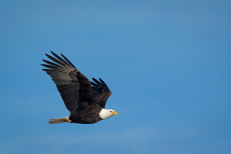 Bald Eagle in the Clear by Scott Bean Bald Eagle in the Clear by Scott Bean