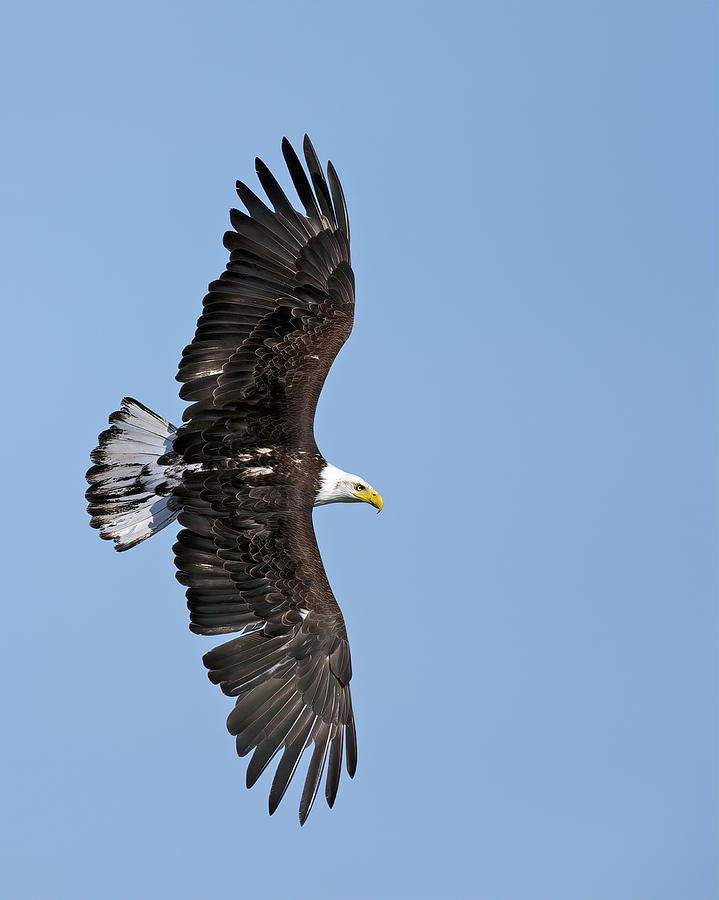 Bald Eagle in turn Photograph by Gary Langley