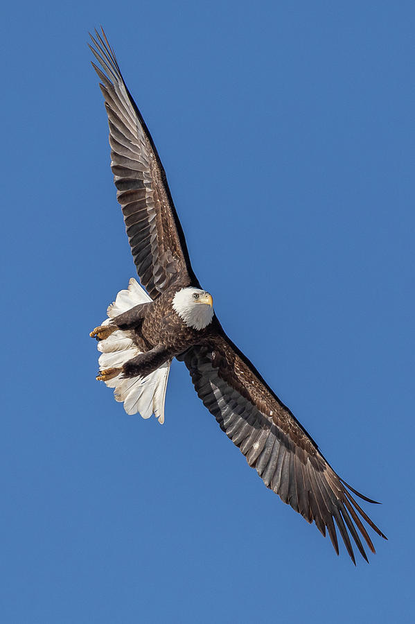 Bald Eagle Intercepts the Approach Vector  Photograph by Tony Hake