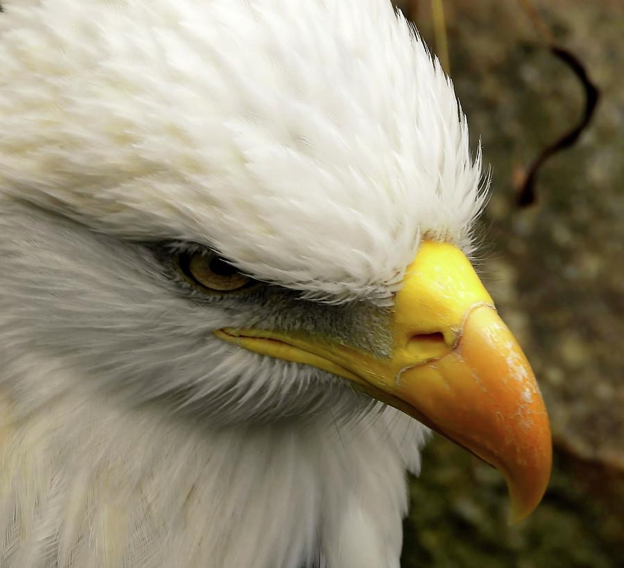 Bald Eagle Photograph by Jennifer Wheatley Wolf