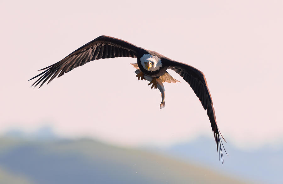 Bald Eagle Photograph by Johnson Huang