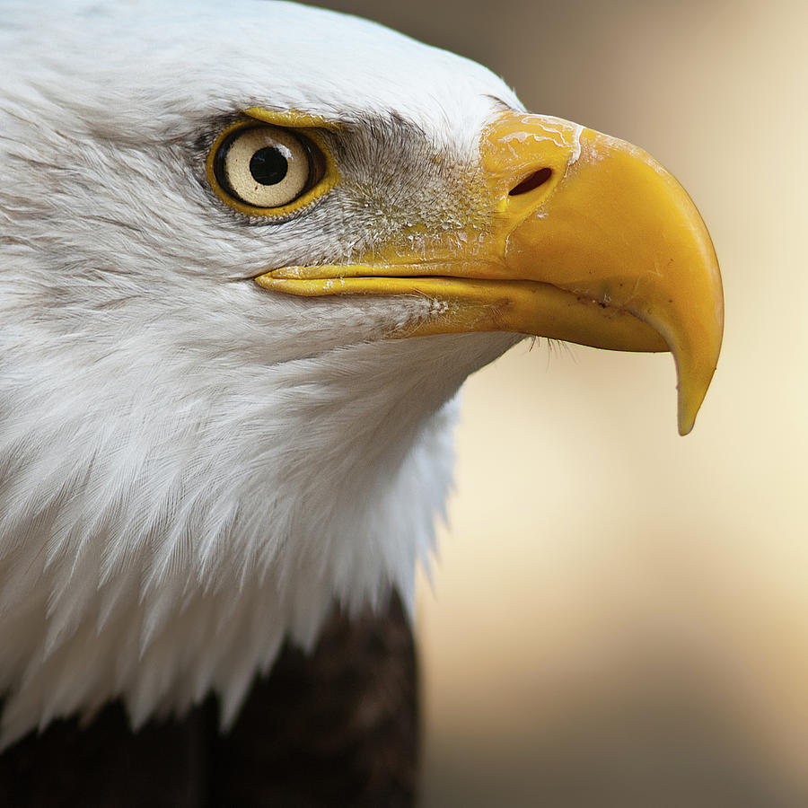 Bald Eagle Photograph by Jonatan Hernandez Photography