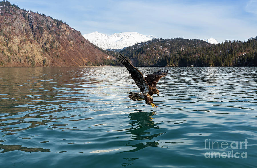 Bald Eagle juvenile fishing Photograph by Louise Heusinkveld