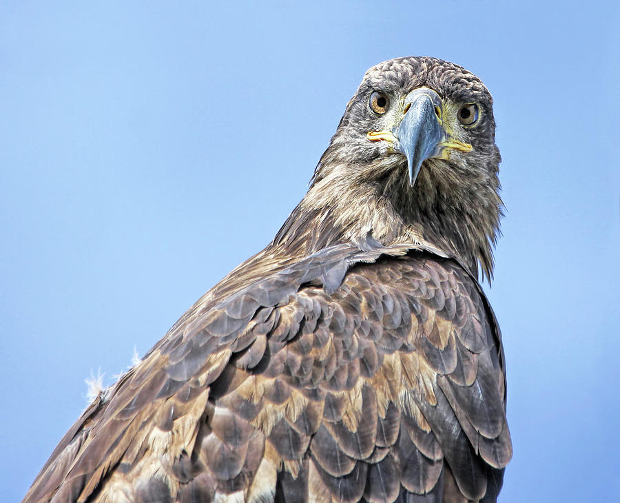 Bald Eagle Juvenile Stare Photograph by Jennie Marie Schell