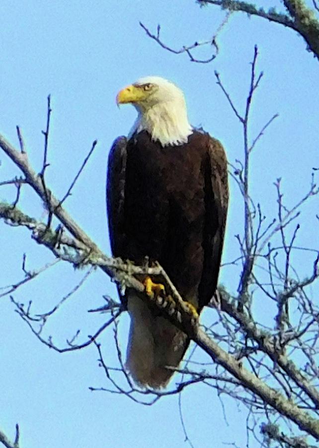 Bald Eagle Photograph by Karen Stansberry
