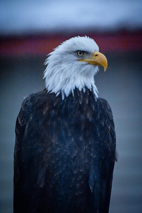 Bald Eagle Photograph by Ken Aaron