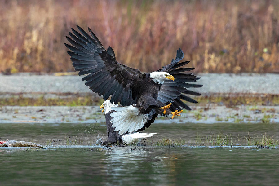 Bald Eagle Landing 2018 Photograph by Mike Centioli