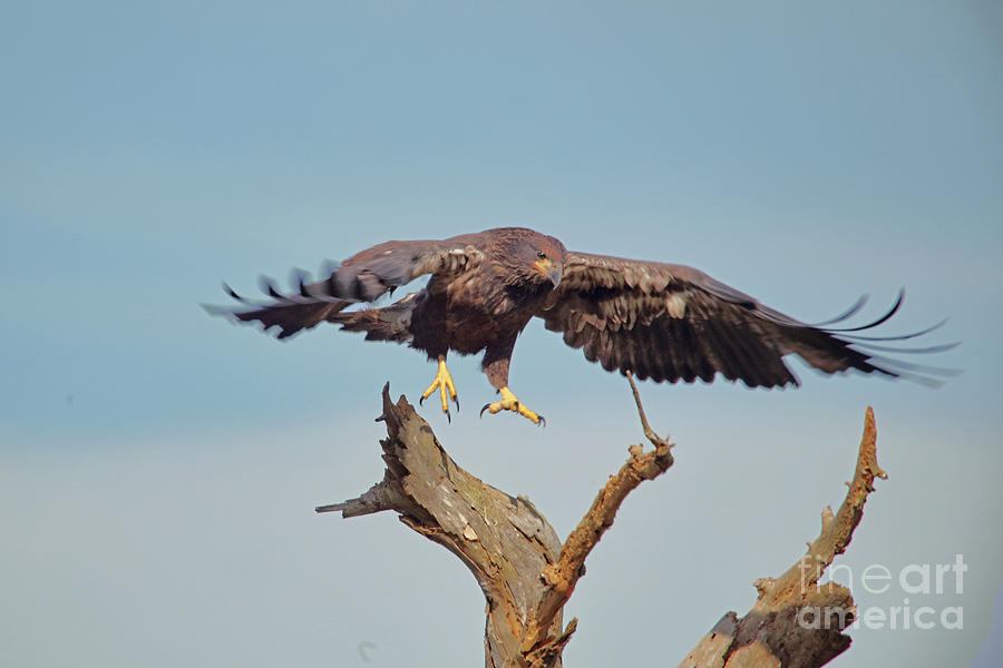 Bald Eagle Landing Photograph