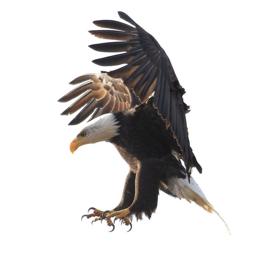 Bald Eagle Landing Photograph by Patrick Nowotny
