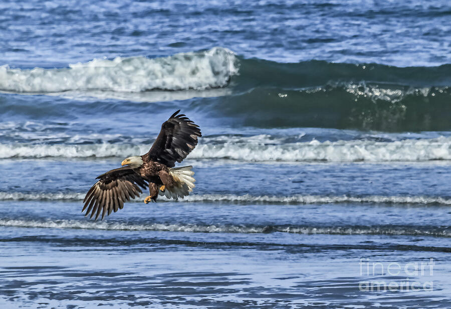 Alaska Photograph - Bald Eagle Landing by Robert Bales Alaska Photograph - Bald Eagle Landing by Robert Bales