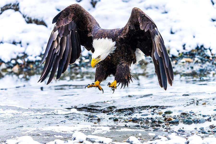 Bald Eagle Landing Photograph by Yao Li