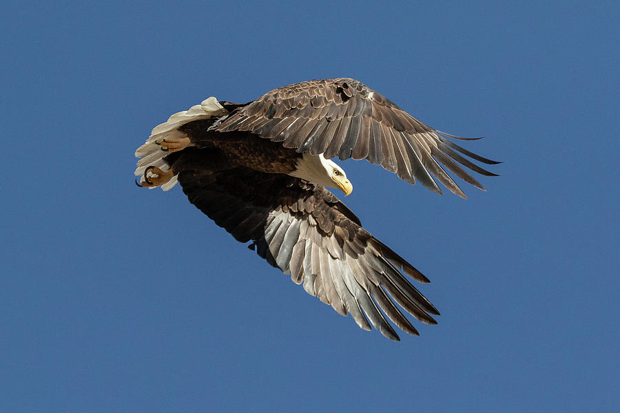 Bald Eagle Launches At Its Prey Photograph