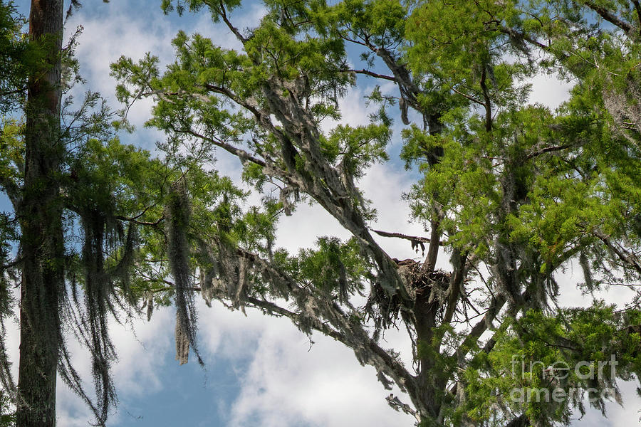 Bald Eagle Learning To Fly Photograph by Jim West/science Photo Library