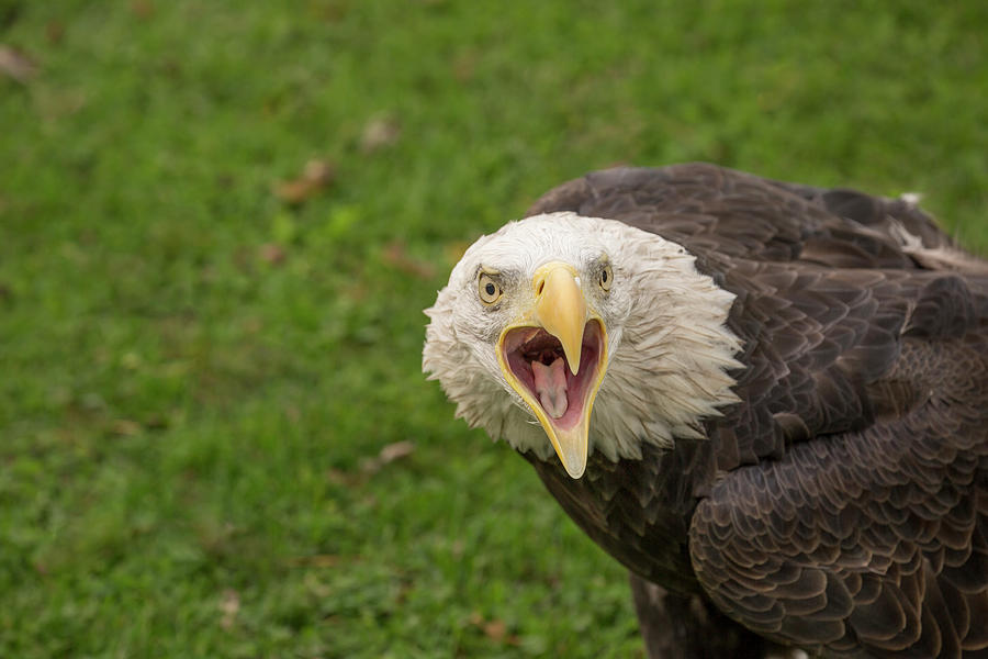 Bald Eagle Photograph by Lindley Johnson - Fine Art America
