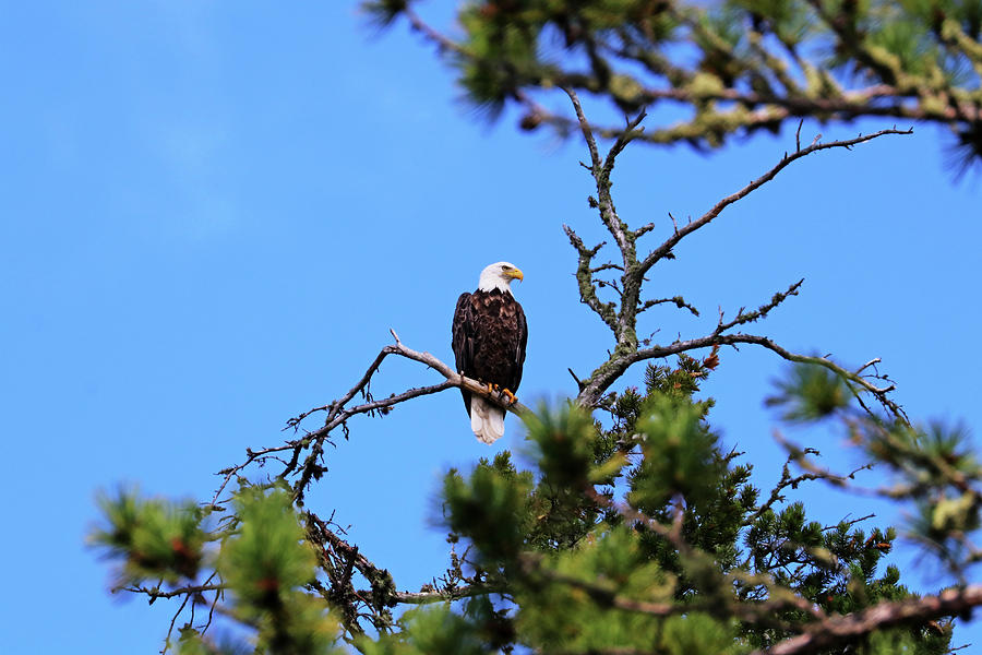 Bald Eagle Looking Regal Photograph by Debbie Oppermann