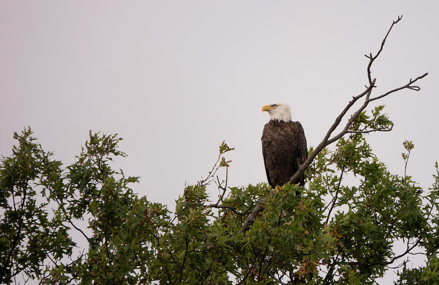 Bald Eagle Lookout Photograph by Jack Nevitt