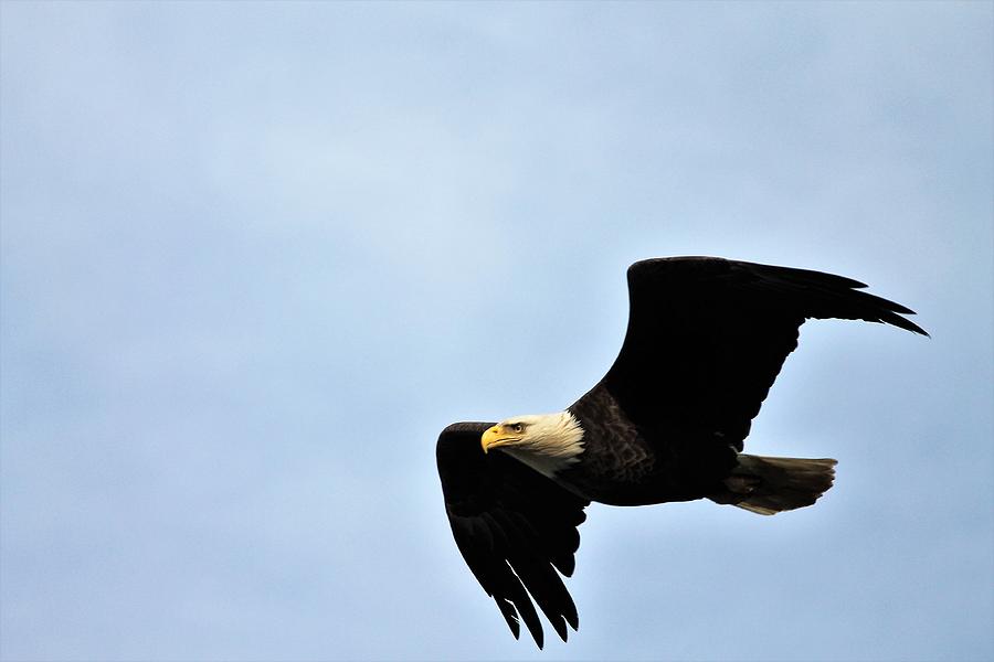 Bald Eagle Male In Sky Photograph