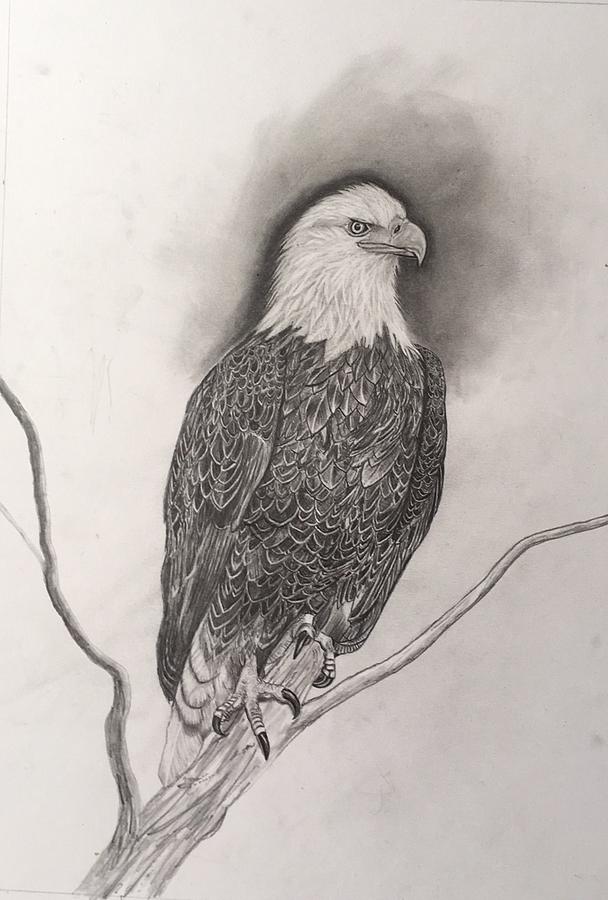Bald Eagle  Drawing by Marc Degrace