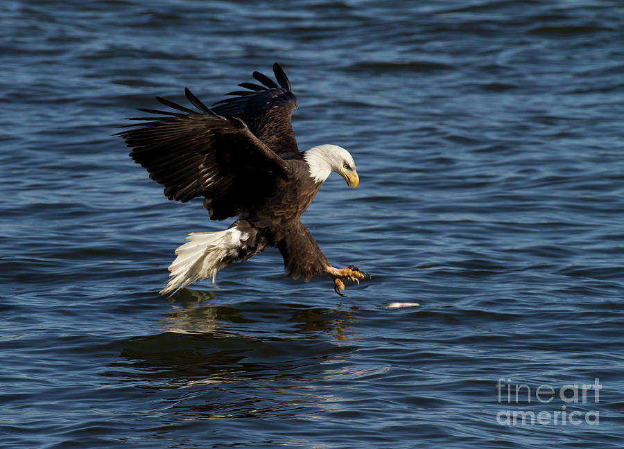 Bald Eagle Photograph by Marcia Straub | Pixels