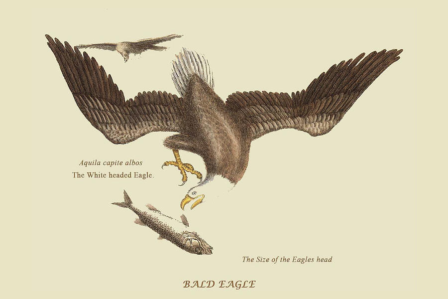 Bald Eagle Painting by Mark Catesby - Fine Art America