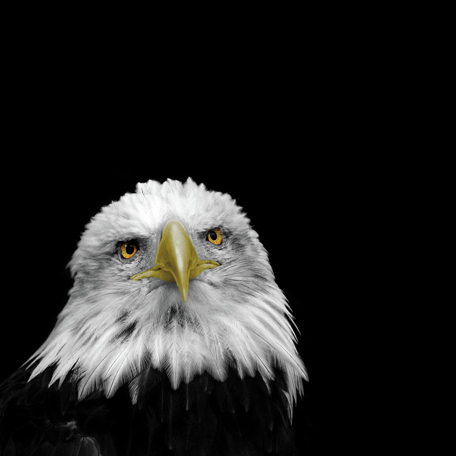 Eagle Photograph - Bald Eagle by Mark Rogan