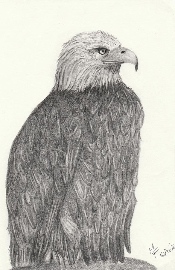 Bald Eagle Drawing by Martina Fagan