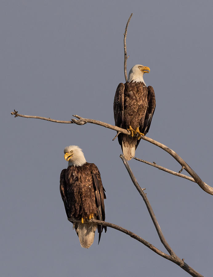 Bald Eagle - Mating Pair Photograph By Steven Rossi | Fine Art America