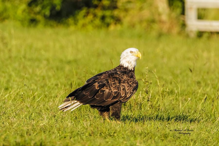 Bald Eagle Pyrography by Michael Evans - Fine Art America