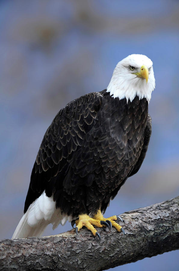 Bald Eagle No.8 Photograph by Michael Schlueter - Fine Art America