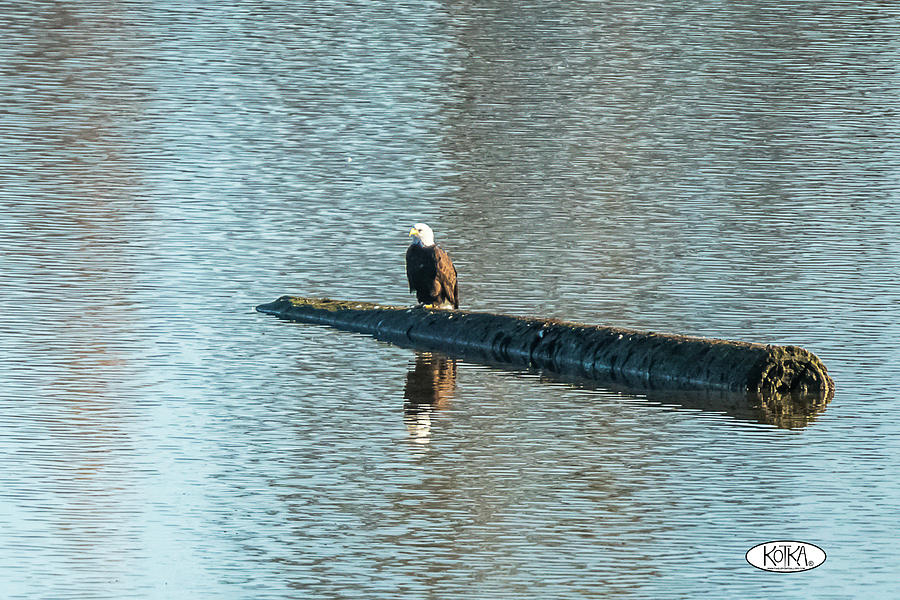 Bald Eagle Photograph - Bald Eagle On a Log by Xander Kotka