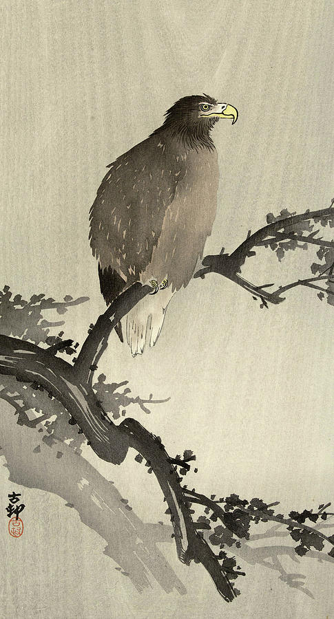 Bald eagle on branch, 1930 Painting by Ohara Koson - Fine Art America