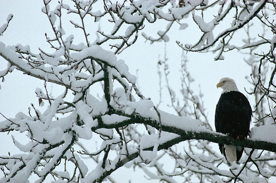 Bald Eagle On Branch  Haliaeetus Photograph by Nhpa