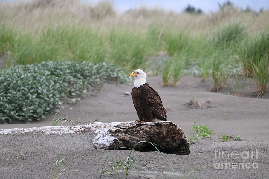 Bald Eagle On Driftwood Photograph