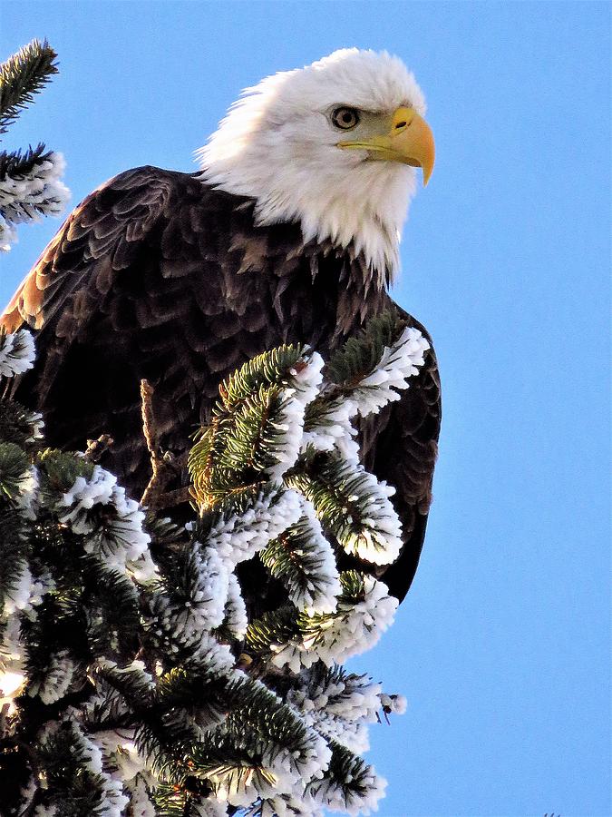 Bald Eagle on Frosted Pine Photograph by Lori Frisch