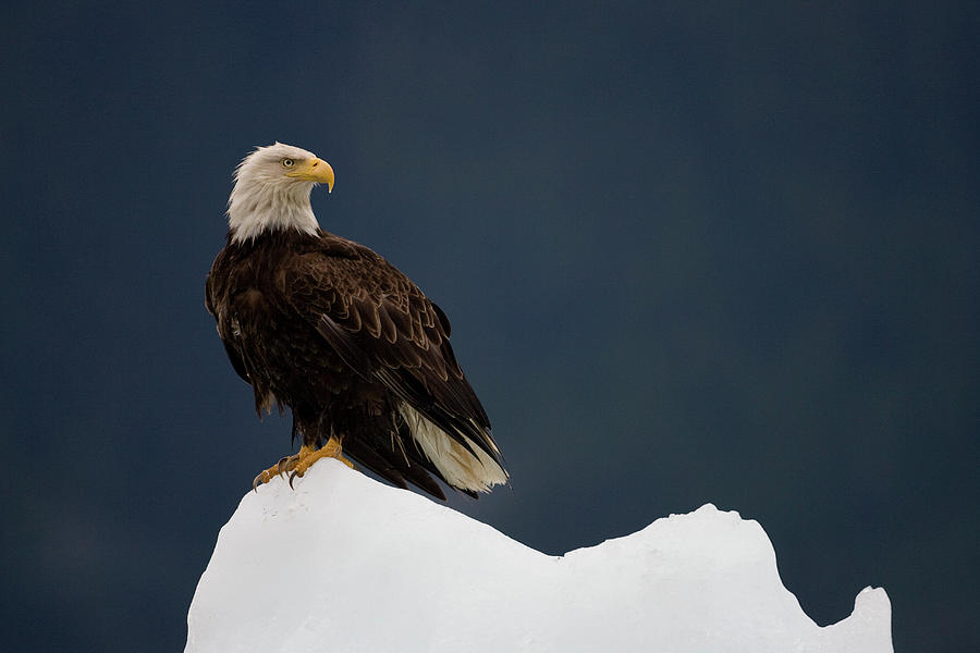 Bald Eagle On Iceberg, Alaska Photograph by Paul Souders
