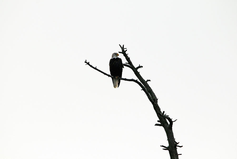Bald Eagle On Snag Photograph by Debbie Oppermann