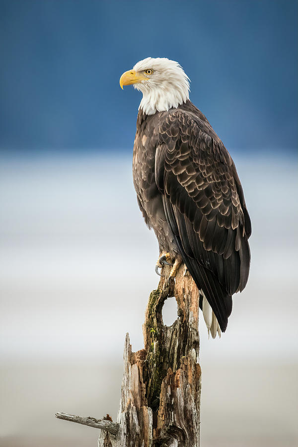 Bald Eagle on Snag Photograph by James Capo