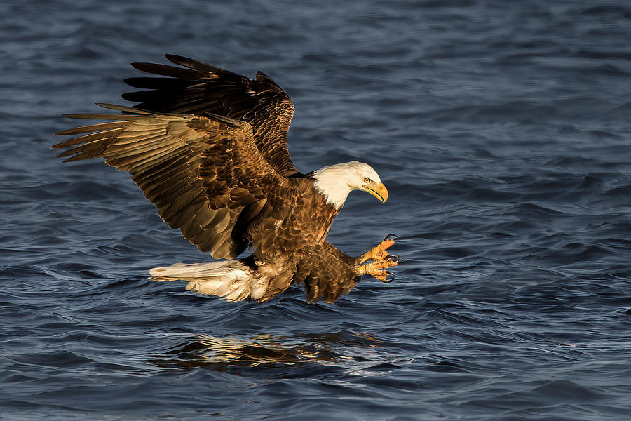 Eagle Photograph - Bald Eagle On Target by Qing Zhao