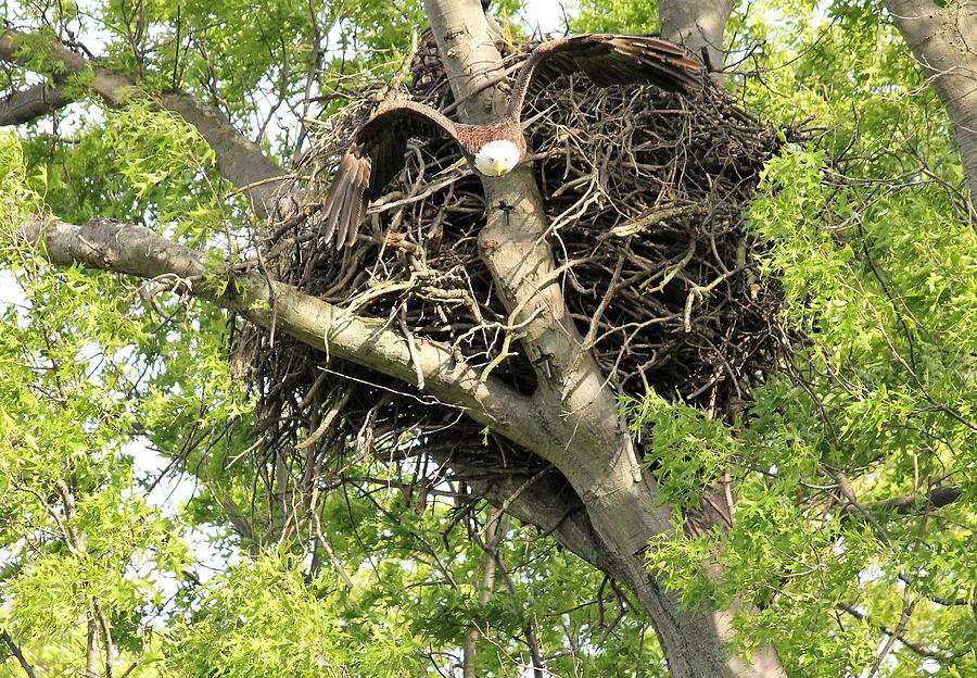 Bald Eagle Out Of Nest Photograph