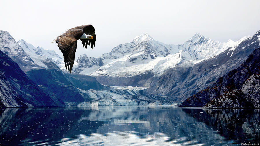 Bald Eagle over Glacier Photograph by Weston Westmoreland