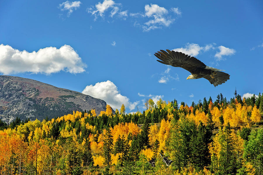 Bald Eagle over the Aspen Photograph by Stephen Johnson